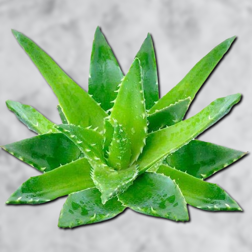 Benefits Of Aloe Vera