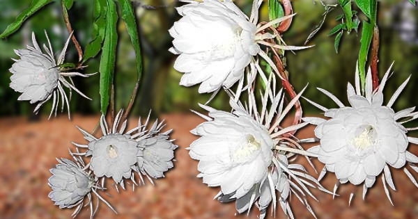 Brahma Kamal For Religious Purposes