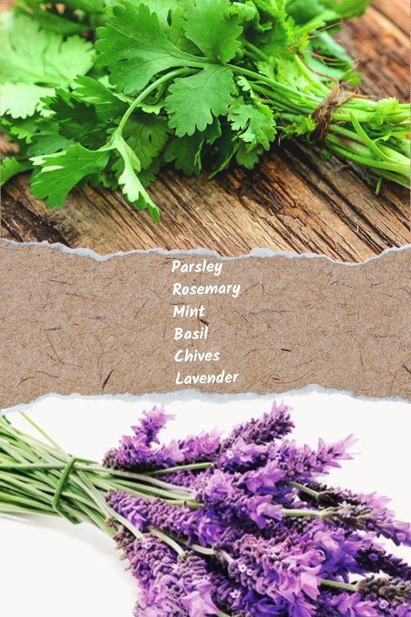 Herbs For Every Home